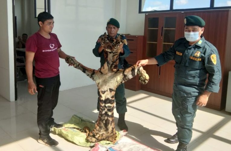 Tangkap Pemburu Liar, KLHK Gagalkan Perdagangan Kulit Harimau Sumatera