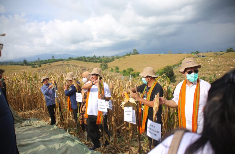 Dorong Swasembada Pangan, Bank Mandiri Kembangkan Petani Jagung di Dompu NTB